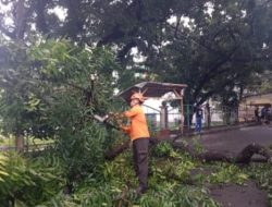 Pohon Tumbang di Margahayu, Akses Jalan Sempat Terganggu