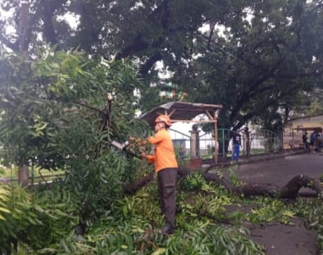 Kota Bekasi - Petugas BPBD sedang memotorng pohon tumbang di Jalan Lapangan Serba Guna Nomor 1, RT 002 RW 009, Kelurahan Margahayu, Kecamatan Bekasi Timur, Senin (12/1/2026) pagi. Foto: Ist/Gobekasi.id.