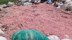 Kabupaten Bekasi - Tangkapan layar video IG @sahabatpedulilingkungan yang menampakan cacahan uang rupiah di TPS Liar, Setu, Kabupaten Bekasi.