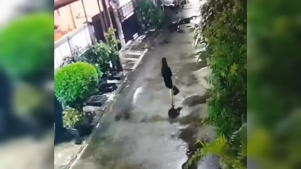 Kota Bekasi - Seorang perempuan muda diduga menjadi pelaku pembuangan bayi dalam plastik hitam di tong sampah milik warga Perumahan Tytyan Kencana, Kelurahan Marga Mulya, Kecamatan Bekasi Utara, Kota Bekasi. Foto: Ist/Gobekasi.id.