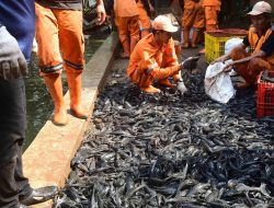 Bekasi Mau Tiru Jakarta Bersihkan Ikan Sapu-Sapu