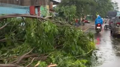 Kota Bekasi - Sejumlah pohon di Jalan Narogong, Kota Bekasi, tumbang setelah hujan disertai angin kencang, Minggu (12/2026). Foto: Gobekasi.id.