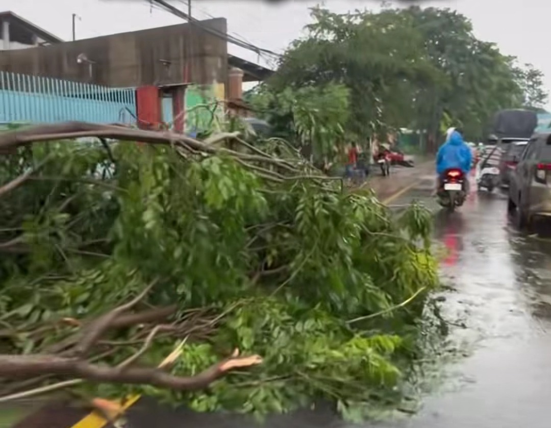 Kota Bekasi - Sejumlah pohon di Jalan Narogong, Kota Bekasi, tumbang setelah hujan disertai angin kencang, Minggu (12/2026). Foto: Gobekasi.id.