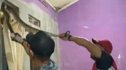 Bekasi - Tim Rescue Dinas Pemadam Kebakaran dan Penyelamatan mengevakuasi ular sanca 2,5 meter yang berada di lubang jendela rumah warga Tambun Selatan. Foto: Ist/Gobekasi.id.