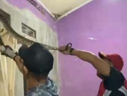 Hendak Salat Subuh, Warga Tambun Bekasi Dikagetkan Ular Sanca 2,5 Meter di Lubang Jendela