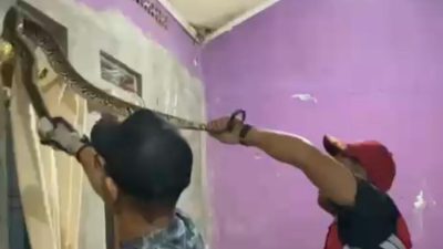 Bekasi - Tim Rescue Dinas Pemadam Kebakaran dan Penyelamatan mengevakuasi ular sanca 2,5 meter yang berada di lubang jendela rumah warga Tambun Selatan. Foto: Ist/Gobekasi.id.