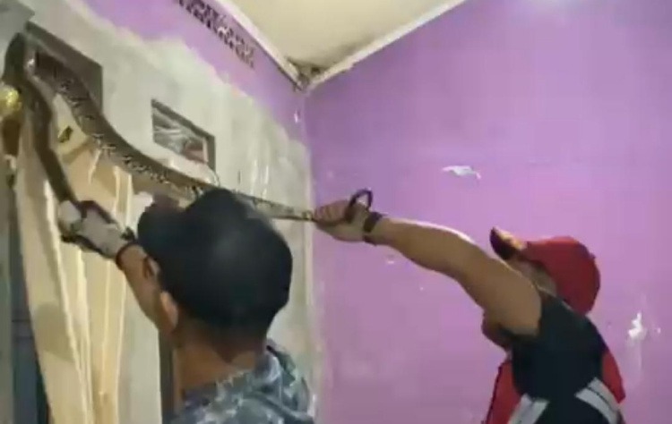 Bekasi - Tim Rescue Dinas Pemadam Kebakaran dan Penyelamatan mengevakuasi ular sanca 2,5 meter yang berada di lubang jendela rumah warga Tambun Selatan. Foto: Ist/Gobekasi.id.