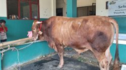 Idul Adha 1447 H, Presiden Prabowo Sumbang Sapi Limosin 1,2 Ton ke Ponpes Ar-Ridwan Jatiasih