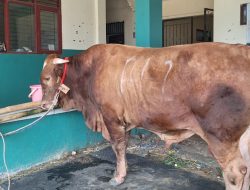 Idul Adha 1447 H, Presiden Prabowo Sumbang Sapi Limosin 1,2 Ton ke Ponpes Ar-Ridwan Jatiasih