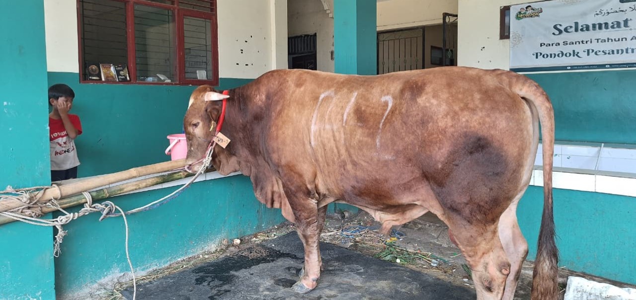 Bekasi - Sapi Limosin 1,2 Ton dari Presiden Prabowo di Ponpes Ar-Ridwan, Jatiasih, Kota Bekasi. Foto: Ist