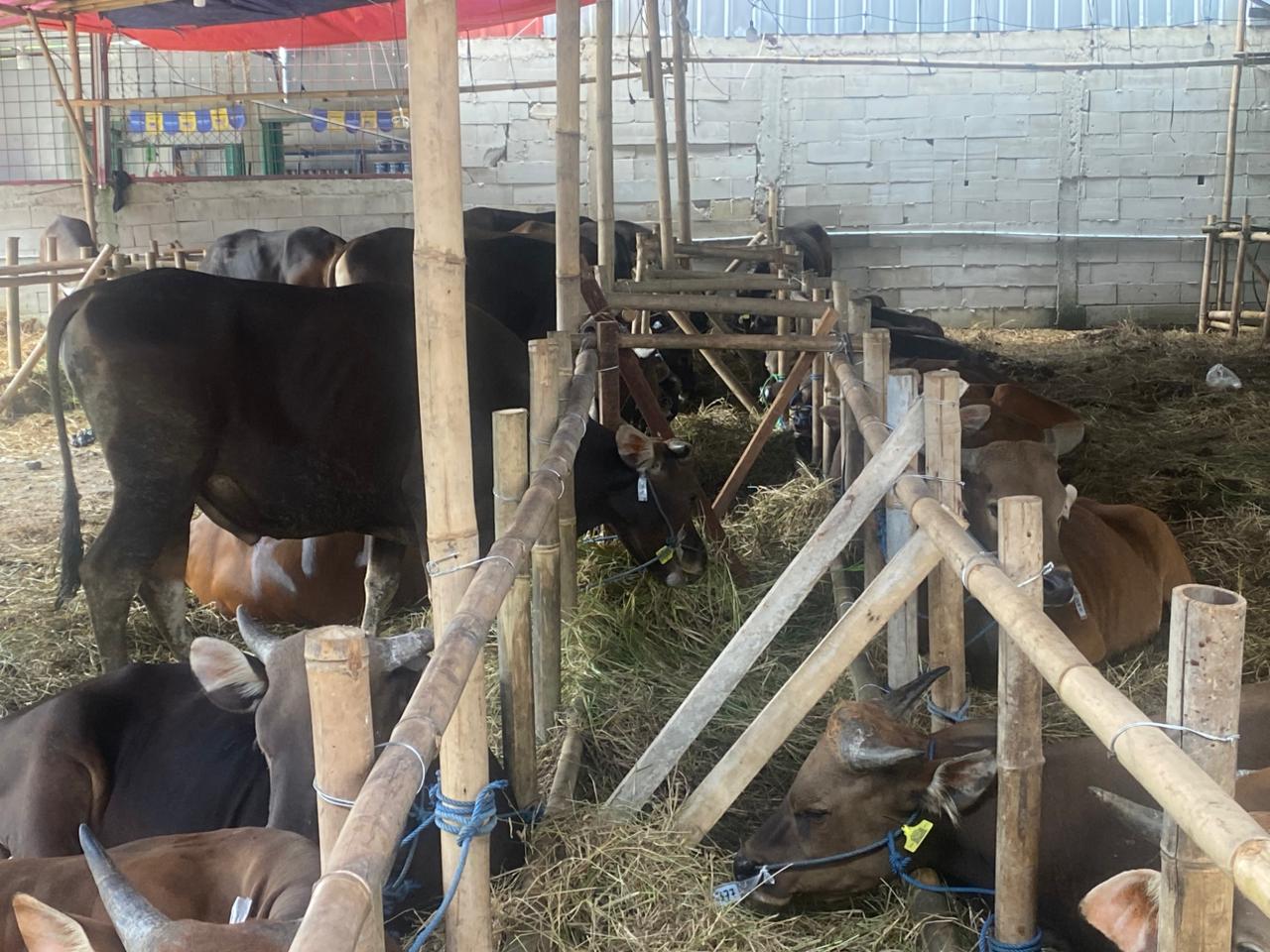 Bekasi - Lapak Lapan Hewan Qurban H Goyang di Jalan Mawar 4, Kelurahan Kalibaru, Kecamatan Medan Satria. Foto: Gobekasi.id.