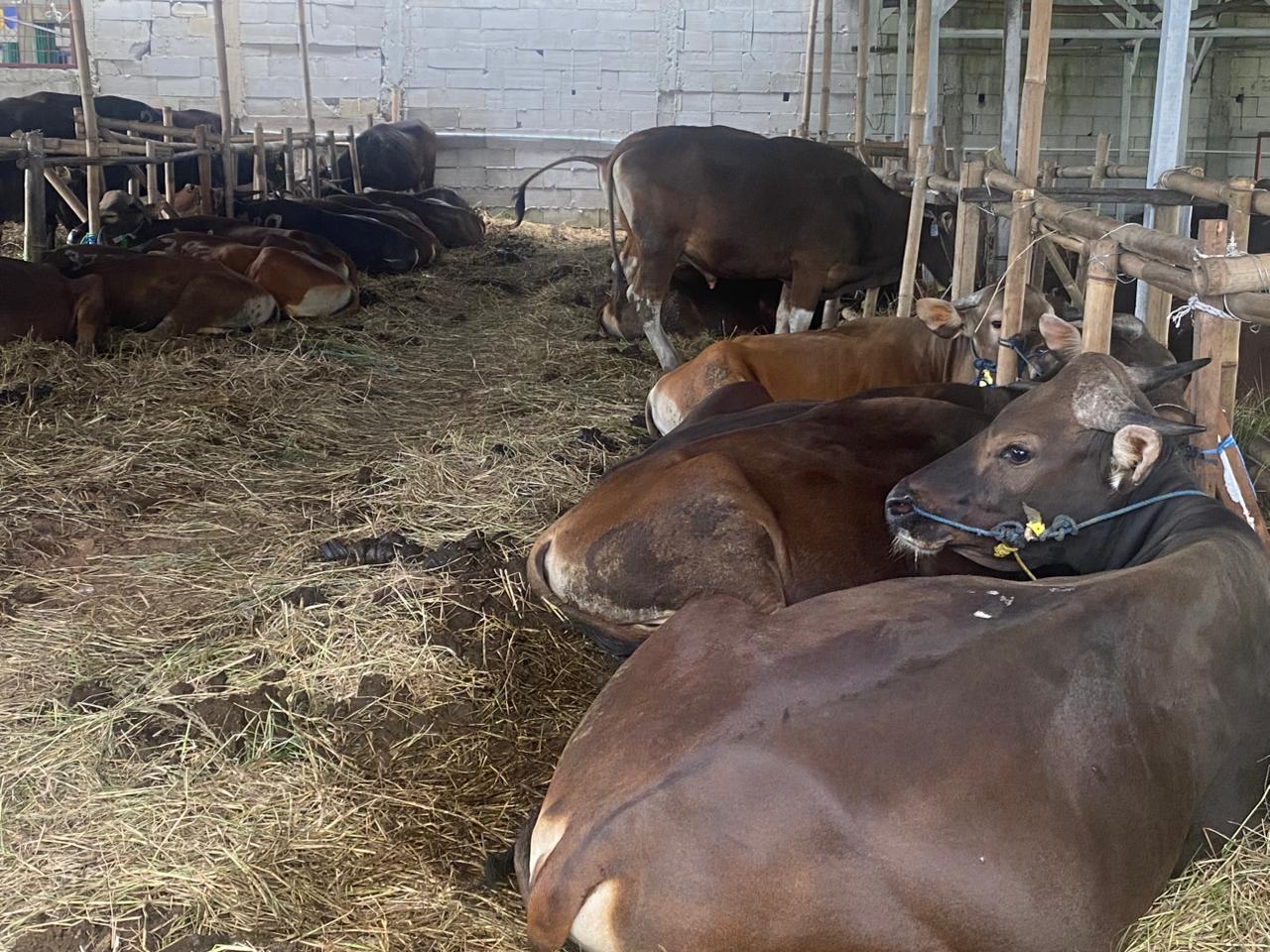 Bekasi - Lapak Lapan Hewan Qurban H Goyang di Jalan Mawar 4, Kelurahan Kalibaru, Kecamatan Medan Satria. Foto: Gobekasi.id.