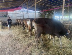 Pasokan Bali Tersedot ke Kalimantan, Harga Sapi Kurban di Bekasi Melonjak 30 Persen