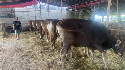 Bekasi - Somad (40), pemilik lapak Lapan Hewan Qurban H Goyang di Jalan Mawar 4, Kelurahan Kalibaru, Kecamatan Medan Satria, saat memberikan pakan, Sabtu (2/5/2026). Foto: Gobekasi.id.