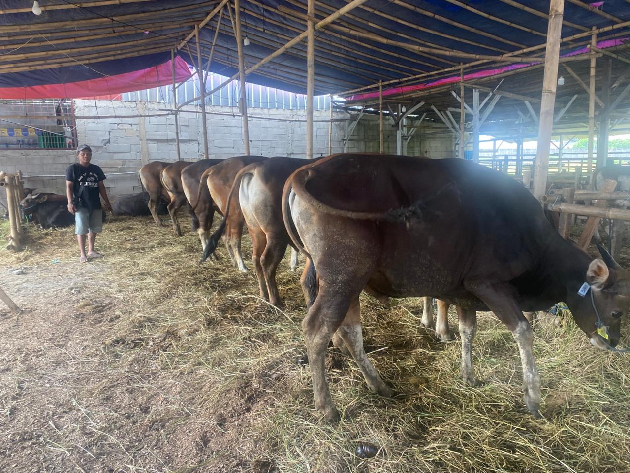 Bekasi - Somad (40), pemilik lapak Lapan Hewan Qurban H Goyang di Jalan Mawar 4, Kelurahan Kalibaru, Kecamatan Medan Satria, saat memberikan pakan, Sabtu (2/5/2026). Foto: Gobekasi.id.
