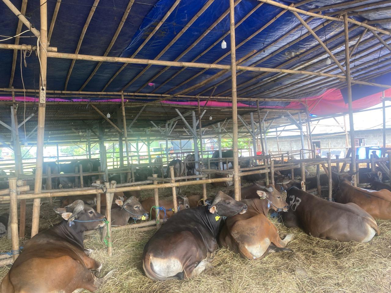 Bekasi - Lapak Lapan Hewan Qurban H Goyang di Jalan Mawar 4, Kelurahan Kalibaru, Kecamatan Medan Satria. Foto: Gobekasi.id.