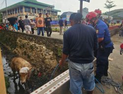 Damkar Evakuasi Sapi Kurban Setengah Ton Masuk Parit di Jatiasih