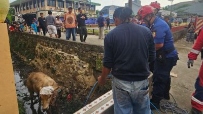 Bekasi - Dinas Pemadam Kebakaran dan Penyelamatan (Disdamkarmat) Kota Bekasi mengevakuasi sapi yang masuk ke parit di kawasan Kompleks Dosen IKIP Blok III, Kelurahan Jatikramat, Kecamatan Jatiasih, Kota Bekasi, Selasa (27/5/2026). Foto: Ist/Gobekasi.id.
