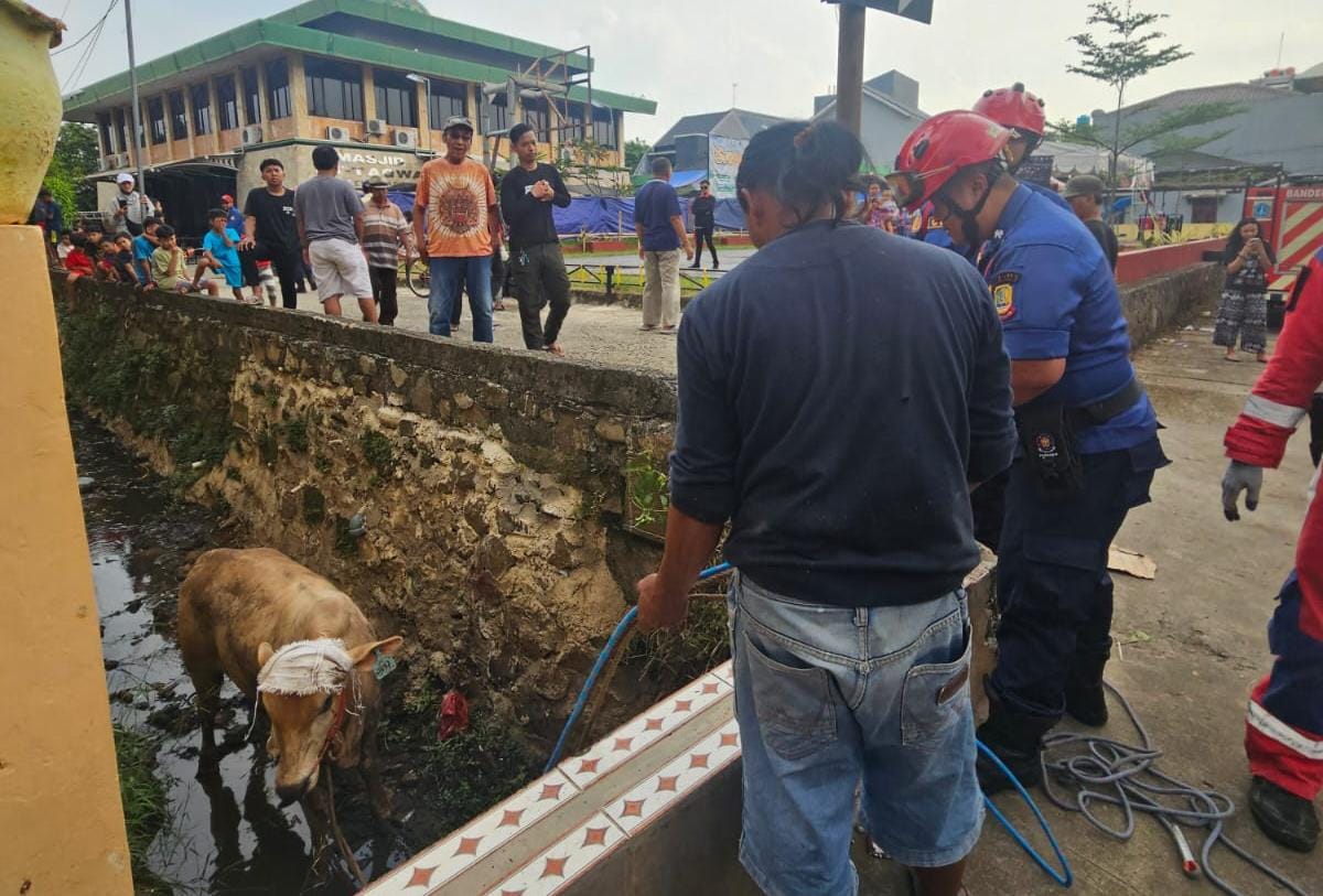 Bekasi - Dinas Pemadam Kebakaran dan Penyelamatan (Disdamkarmat) Kota Bekasi mengevakuasi sapi yang masuk ke parit di kawasan Kompleks Dosen IKIP Blok III, Kelurahan Jatikramat, Kecamatan Jatiasih, Kota Bekasi, Selasa (27/5/2026). Foto: Ist/Gobekasi.id.