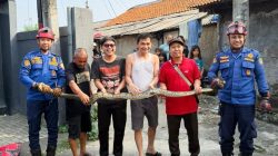 Bekasi - Ular sanca sepanjang 3 meter yang dievakuasi Dismdamkarmat Kota Bekasi dari plafon rumah warga di Jalan Rawa Roko RT 005 RW 005, Kelurahan Bojong Rawalumbu, Kecamatan Rawalumbu, Kota Bekasi, Senin (1/6/2026). Foto: Ist/Gobekasi.id.