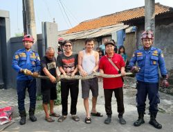 Kaget Saat Buka Warung, Warga Bekasi Temukan Ular Sanca 3 Meter di Atas Plafon 
