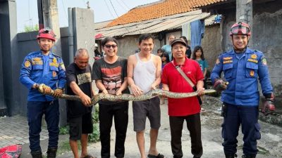 Bekasi - Ular sanca sepanjang 3 meter yang dievakuasi Dismdamkarmat Kota Bekasi dari plafon rumah warga di Jalan Rawa Roko RT 005 RW 005, Kelurahan Bojong Rawalumbu, Kecamatan Rawalumbu, Kota Bekasi, Senin (1/6/2026). Foto: Ist/Gobekasi.id.