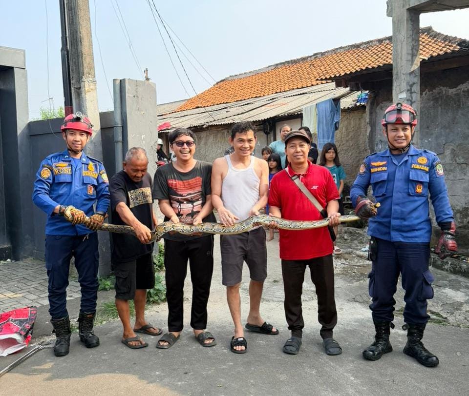 Bekasi - Ular sanca sepanjang 3 meter yang dievakuasi Dismdamkarmat Kota Bekasi dari plafon rumah warga di Jalan Rawa Roko RT 005 RW 005, Kelurahan Bojong Rawalumbu, Kecamatan Rawalumbu, Kota Bekasi, Senin (1/6/2026). Foto: Ist/Gobekasi.id.