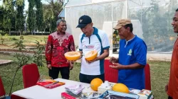 Bekasi - Wakil Menteri Sosial Agus Jabo Priyono didampingi Direktur Jenderal Rehabilitasi Sosial Supomo dan Kepala STPL Budi Satriyo, saat memanen hasil budidaya melon di Sentra Terpadu Pangudi Luhur (STPL) Bekasi, Sabtu (13/6/2026). Foto: Ist