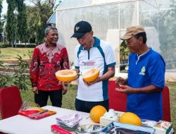Bansos Sementara Berdaya Selamanya: Intip Sentra Pangudi Luhur Bekasi yang Disulap Jadi Kebun Melon