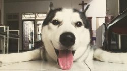Bekasi - Freddo, anjing Siberian Husky peliharaan Ratih Sumarsono. Foto hanya Ilustrasi (aset Ratih Sumarsono)