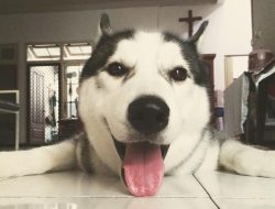 Sadis! Anjing Husky di Babelan Dibacok Orang Tak Dikenal, K9 Polda Metro Turun Tangan Lacak Pelaku