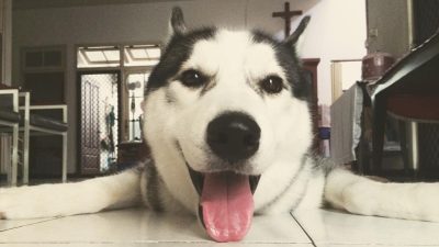 Bekasi - Freddo, anjing Siberian Husky peliharaan Ratih Sumarsono. Foto hanya Ilustrasi (aset Ratih Sumarsono)