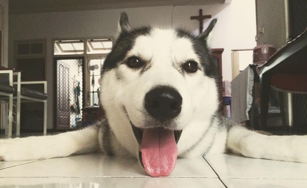 Bekasi - Freddo, anjing Siberian Husky peliharaan Ratih Sumarsono. Foto hanya Ilustrasi (aset Ratih Sumarsono)