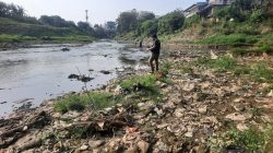 Bekasi - Kali Bekasi alami kesurutan dan dimanfaatkan warga mencari ikan. Foto: Septian/Gobekasi.id.