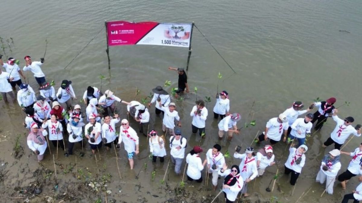 Bekasi - Aksi peduli lingkungan dengan menanam 1.500 bibit pohon bakau di garis pantai Desa Hurip Jaya, Kecamatan Babelan, Kabupaten Bekasi, Rabu (19/8/2026). Foto: Ist