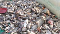 Bekasi - Panen Raya Ikan 10 Ton di Muaragembong, Kabupaten Bekasi. Foto: Ist/Gobekasi.id.