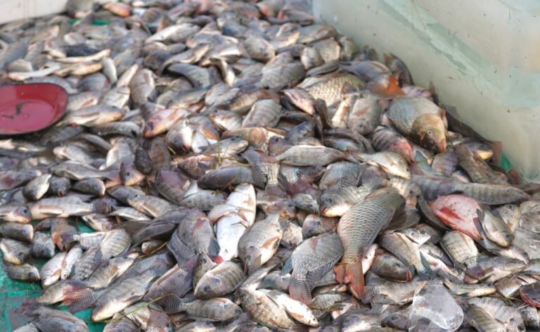 Bekasi - Panen Raya Ikan 10 Ton di Muaragembong, Kabupaten Bekasi. Foto: Ist/Gobekasi.id.
