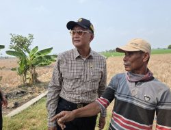 Menteri PU Ancam Copot Pejabat Lamban Imbas Sawah 1.000 Hektare Kering di Bekasi