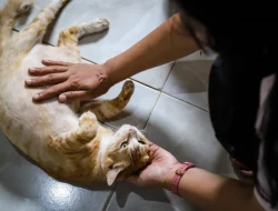 Aksi Keji Pria di Bekasi Tendang Anak Kucing Hingga Sekarat