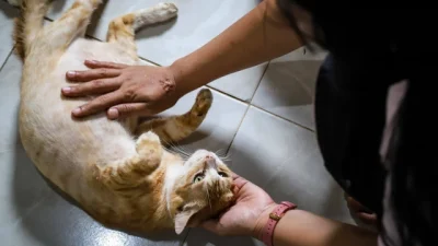 Bekasi - Ilustrasi foto kucing