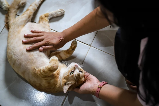 Bekasi - Ilustrasi foto kucing