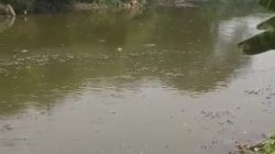Bekasi - Ribuan ikan sapu - sapu di Kali Bekasi mati mengambang dan mengeluarkan bau tak sedap, Kamis (15/10/2026). Foto: Ist/Gobekasi.id.