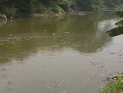 Ribuan Ikan Sapu-sapu Mati Mengambang di Kali Bekasi, Aroma Bau Bangkai Resahkan Warga