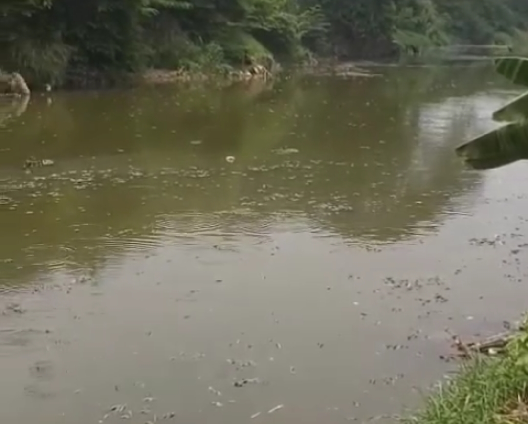 Bekasi - Ribuan ikan sapu - sapu di Kali Bekasi mati mengambang dan mengeluarkan bau tak sedap, Kamis (15/10/2026). Foto: Ist/Gobekasi.id.