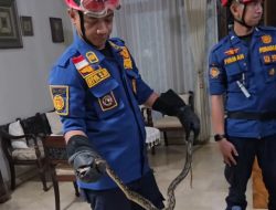 Ular Sanca Mengamuk di Kamar Mandi Rumah Warga Kemang Pratama Bekasi, Muncul dari Lubang Kloset