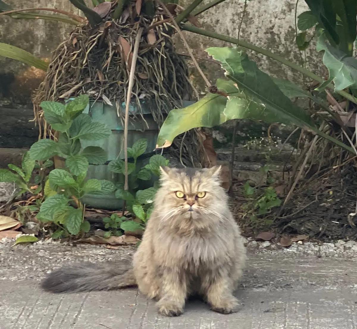 Bekasi - Kucing peliharaan warga Kranggan Permai, Jalan Anggrek Raya, Kecamatan Jatisampurna, Kota Bekasi, yang dicuri pedagang mie ayam keliling. Foto: Ist/Gobekasi.id.