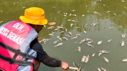 Ikan Sapu-sapu Mati Massal di Kali Bekasi, DLH Angkat 700 Kg Bangkai Gunakan Kapal Listrik