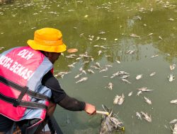 Ikan Sapu-sapu Mati Massal di Kali Bekasi, DLH Angkat 700 Kg Bangkai Gunakan Kapal Listrik
