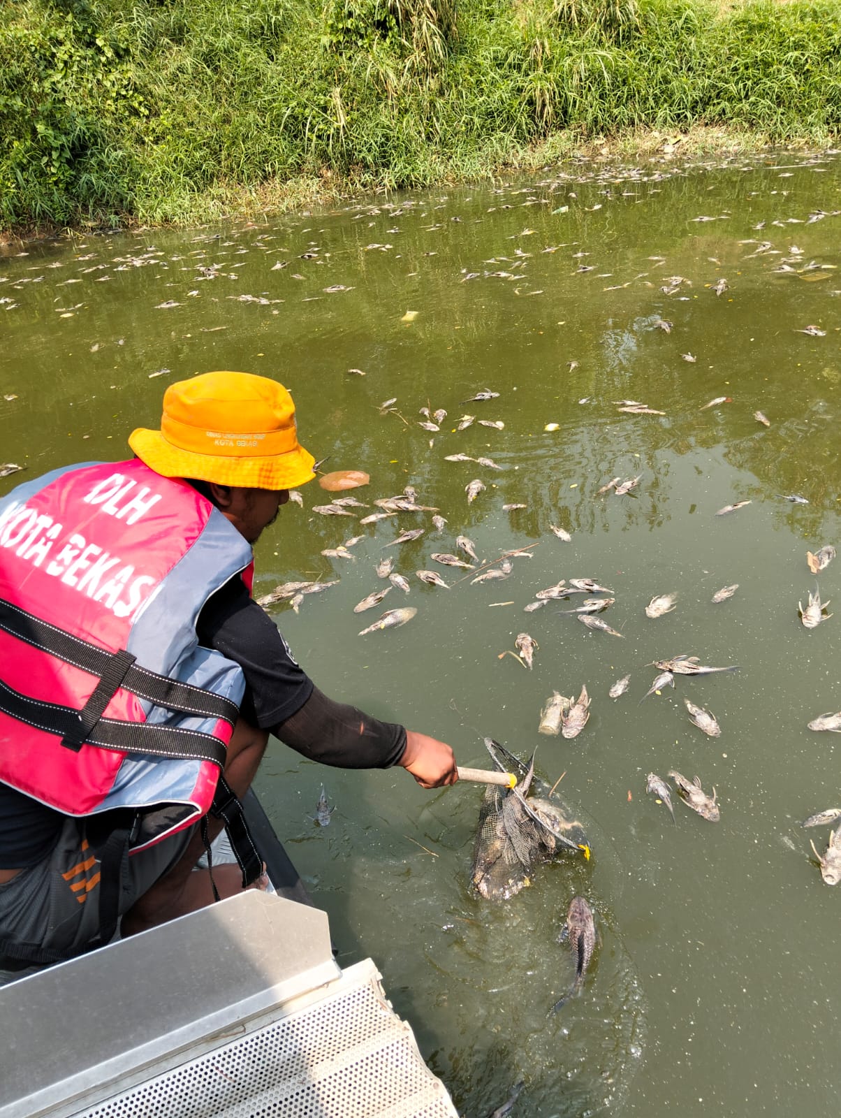 Bekasi - DLH Kota Bekasi evakuasi 700 kg bangkai ikan sapu-sapu yang mati massal di Kali Bekasi Kemang Pratama, Sabtu (17/10/2026). Penyebab masih diuji laboratorium. Foto: Ist/Gobekasi.id.