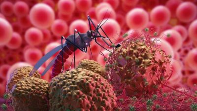 Bekasi - Ilustrasi Nyamuk Demam Berdarah Dengue (DBD).